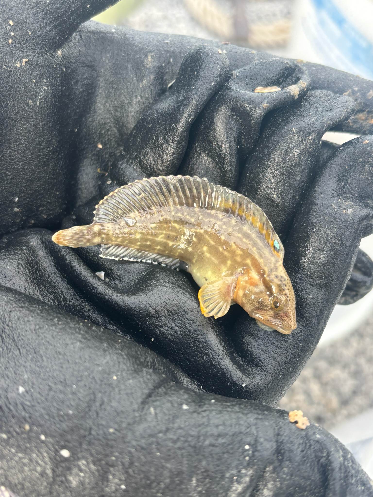 Stretchjaw Blenny photo 2