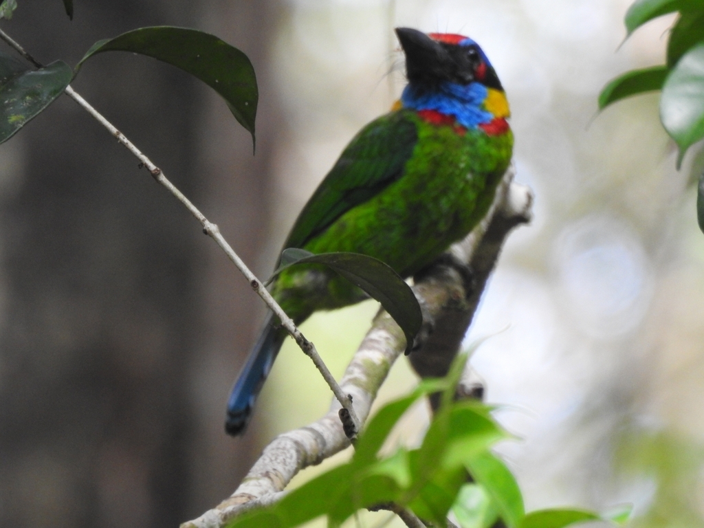 Red-crowned Barbet (Psilopogon rafflesii)