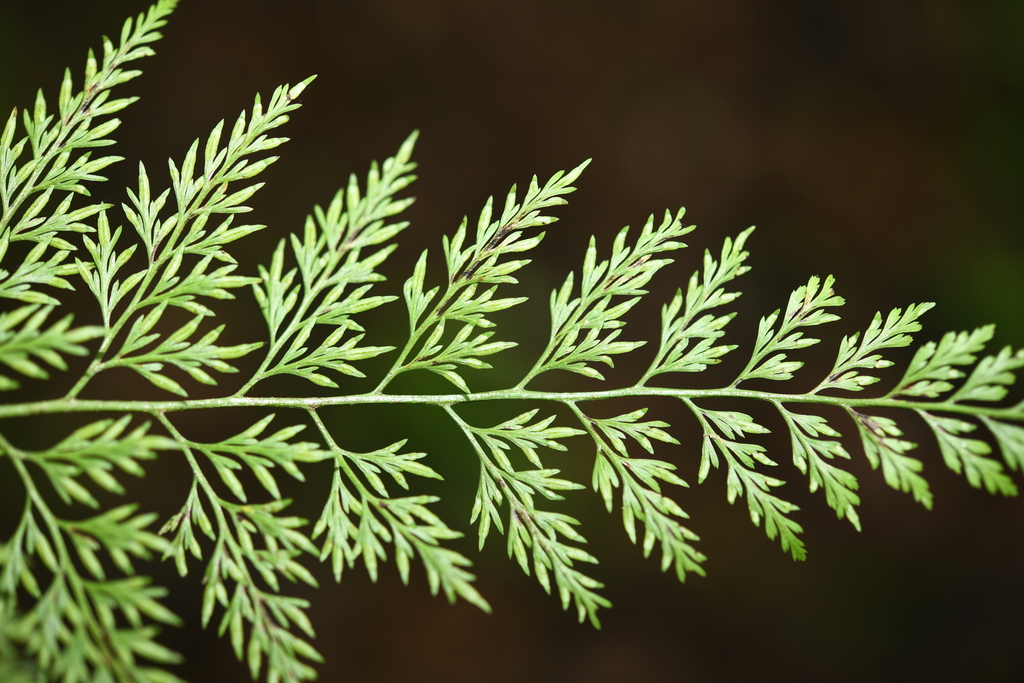 Onychium lucidum (Onychium lucidum)
