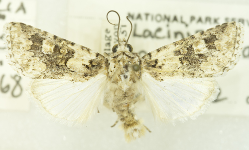 Collared Arches Moth photo 3
