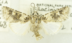 Lacinipolia illaudabilis