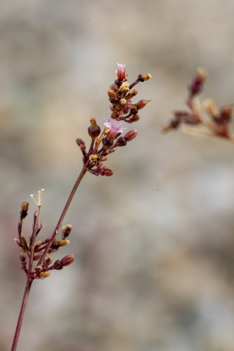 Boerhavia triquetra intermedia