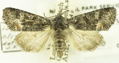 Lacinipolia olivacea