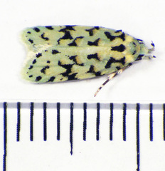 Izatha peroneanella