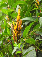 Sanchezia parvibracteata
