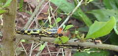 Zoniopoda tarsata