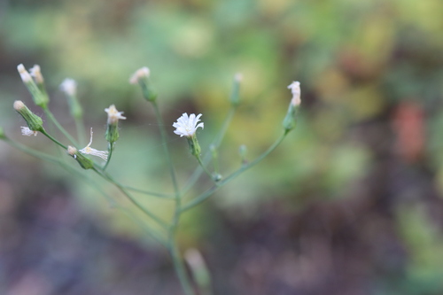 White Hawkweed