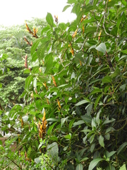 Sanchezia parvibracteata