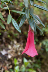 Philesia magellanica