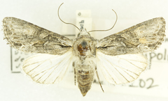 Lacinipolia sareta