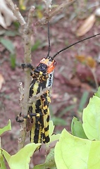 Zoniopoda tarsata