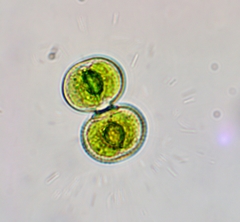 Cosmarium contractum