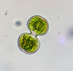 Cosmarium contractum