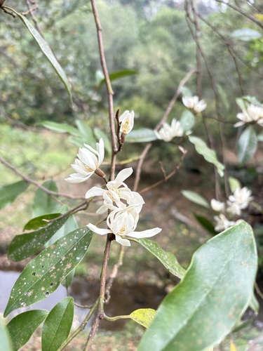 Formosan michelia (Magnolia compressa)