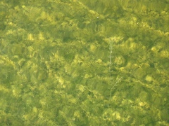 Lychnothamnus barbatus