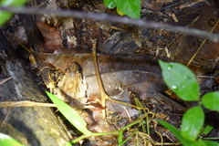 Leptodactylus leptodactyloides