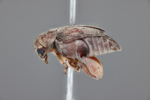 Mimosestes nubigens observed 2026-01-22