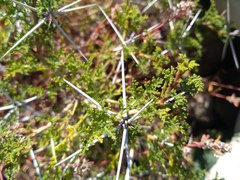 Ambrosia bryantii