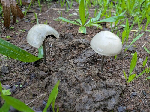 Panaeolus cyanescens, 2026-01-26