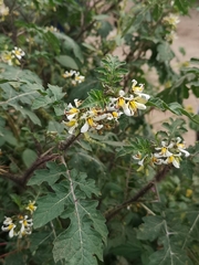 Solanum grayi