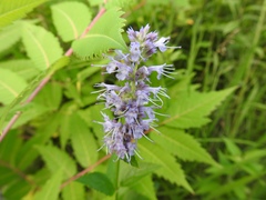 Agastache foeniculum