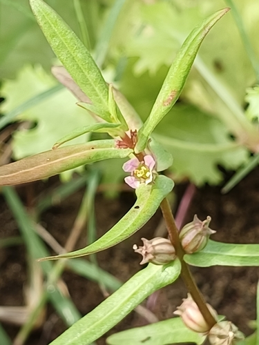 Grand Ammannia (Ammannia robusta)