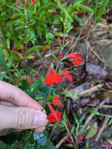 Salvia coccinea observed 2026-01-26