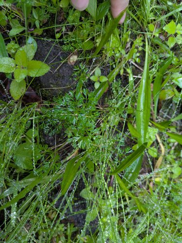 Cyclospermum leptophyllum observed 2026-01-26