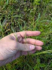 Festuca myuros
