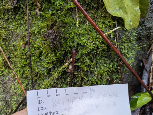 Plagiochila remyana observed 2026-01-26
