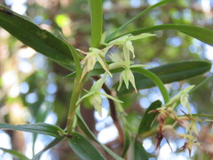 Epidendrum mixtum
