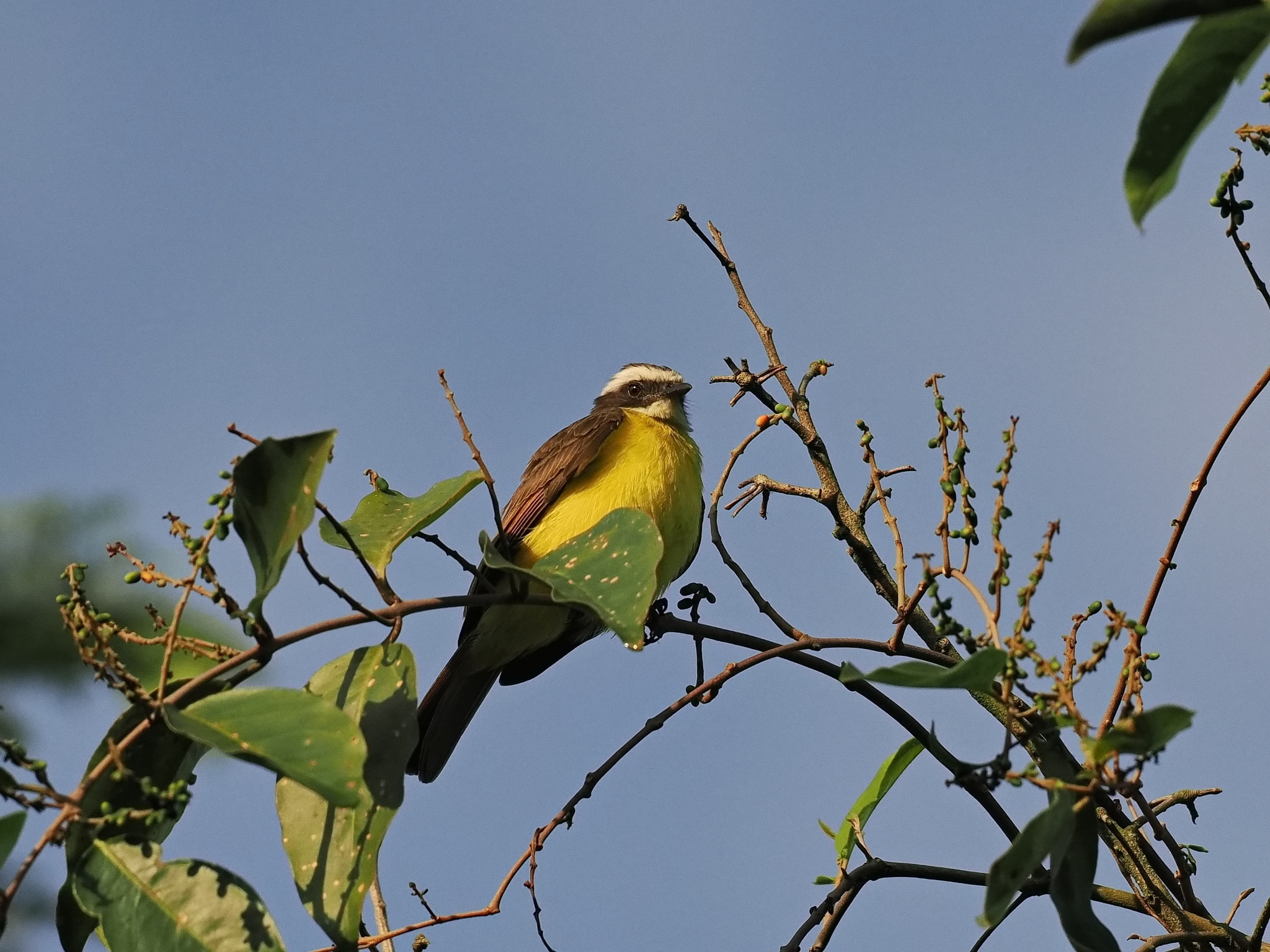 Rusty-margined Flycatcher (Myiozetetes cayanensis), photo 6