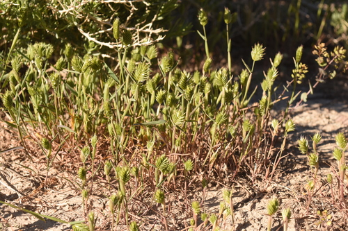 Annual False Wheatgrass (Eremopyrum triticeum)