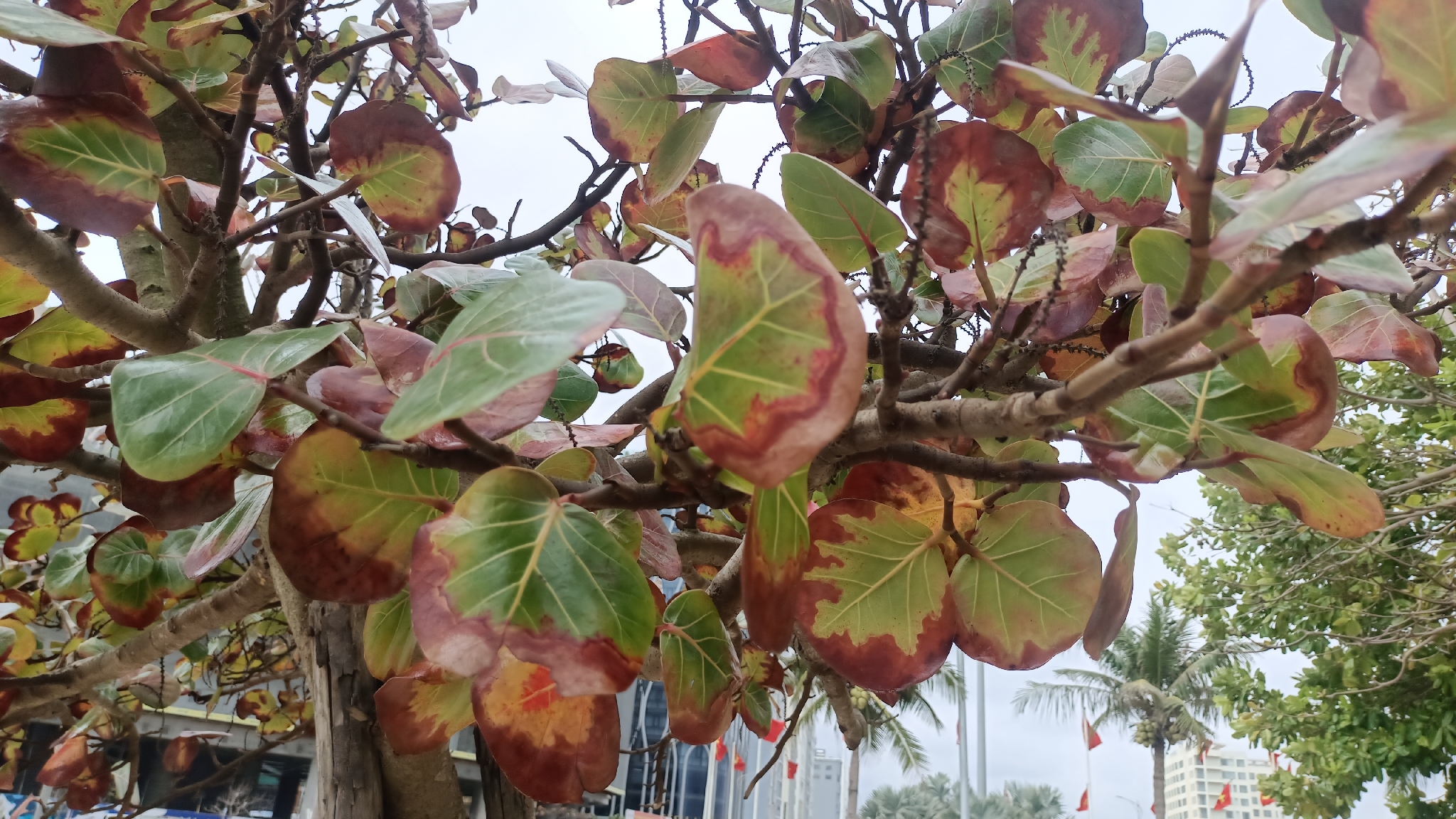 Coccoloba uvifera (Coccoloba uvifera)