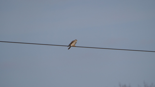 American Kestrel