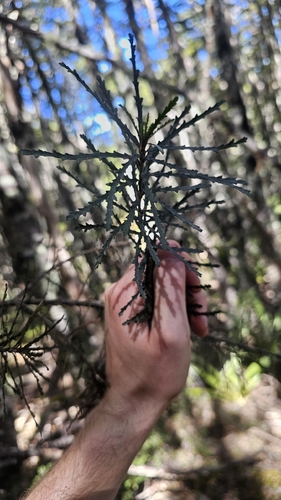 Pittosporum patulum, photograph 1
