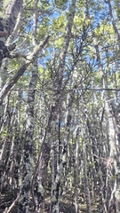 author not stated, no rights reserved Pittosporum patulum, photograph author not stated, no rights reserved