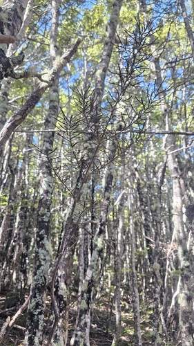 Pittosporum patulum, photograph 3