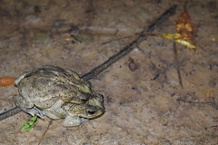 Rhinella major