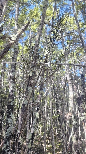 Pittosporum patulum, photograph 4