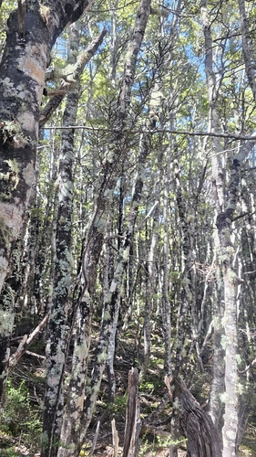 Pittosporum patulum, photograph 5
