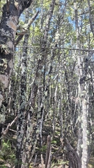 author not stated, no rights reserved Pittosporum patulum, photograph author not stated, no rights reserved