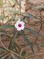 Ipomoea heptaphylla