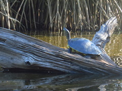 Trachemys grayi grayi