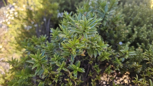 Veronica subfulvida observed 2026-02-02