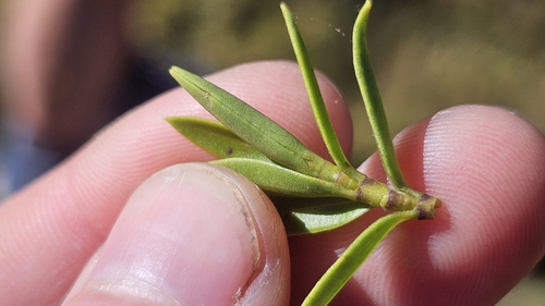 Veronica subfulvida, photograph 5