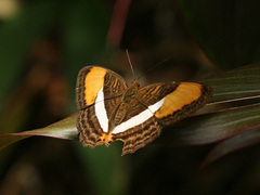 Adelpha cytherea marcia