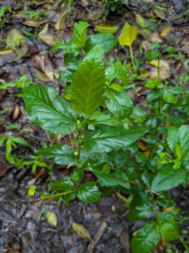 flatstem sida (Sida planicaulis)