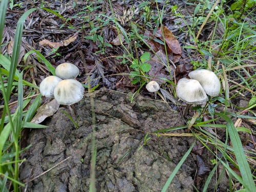 Panaeolus cyanescens, 2026-01-26