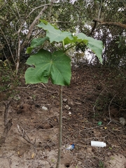 Jatropha curcas